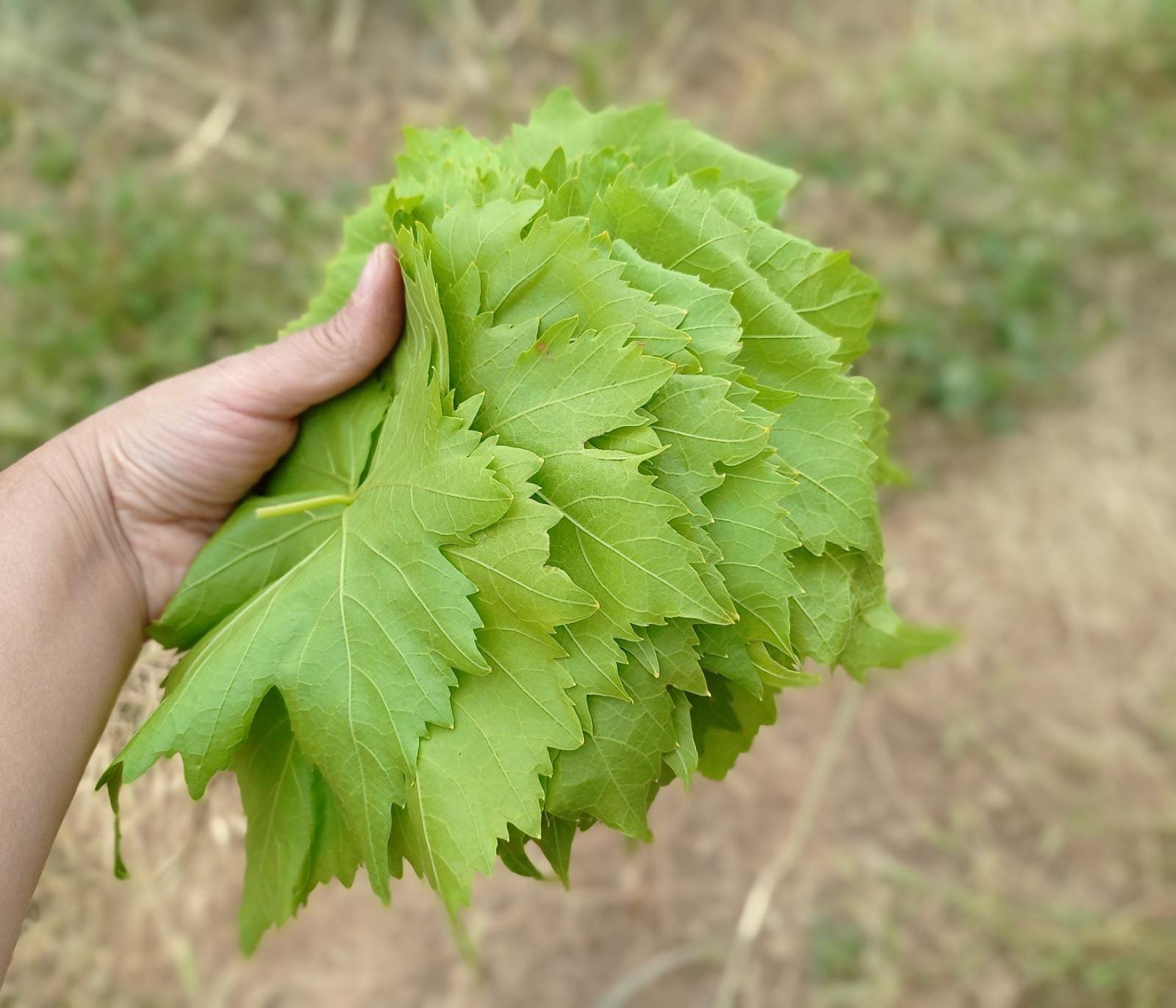 Salamura Yaprak 5 kg - Görsel 10