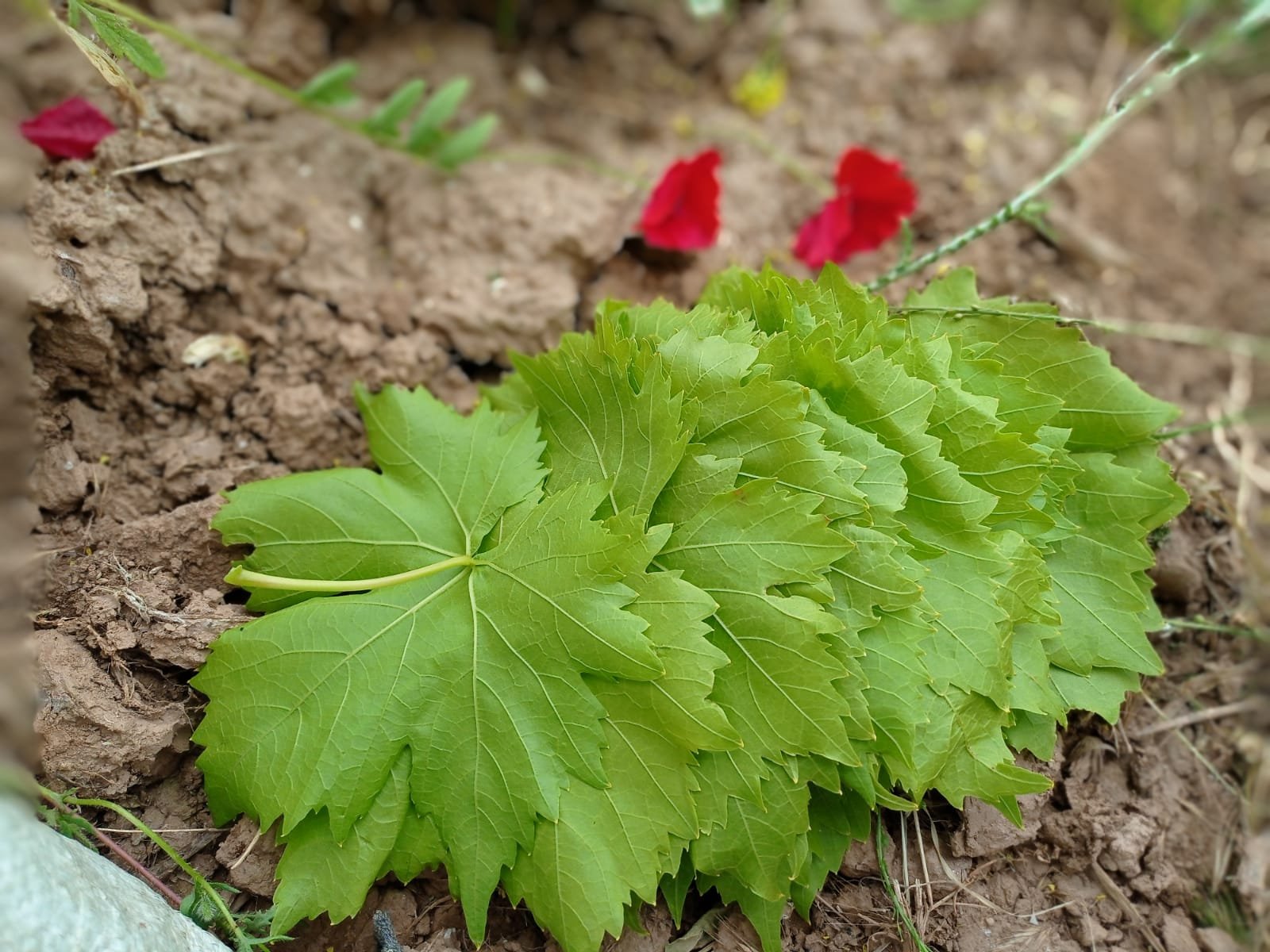 Salamura Yaprak 5 kg - Görsel 9