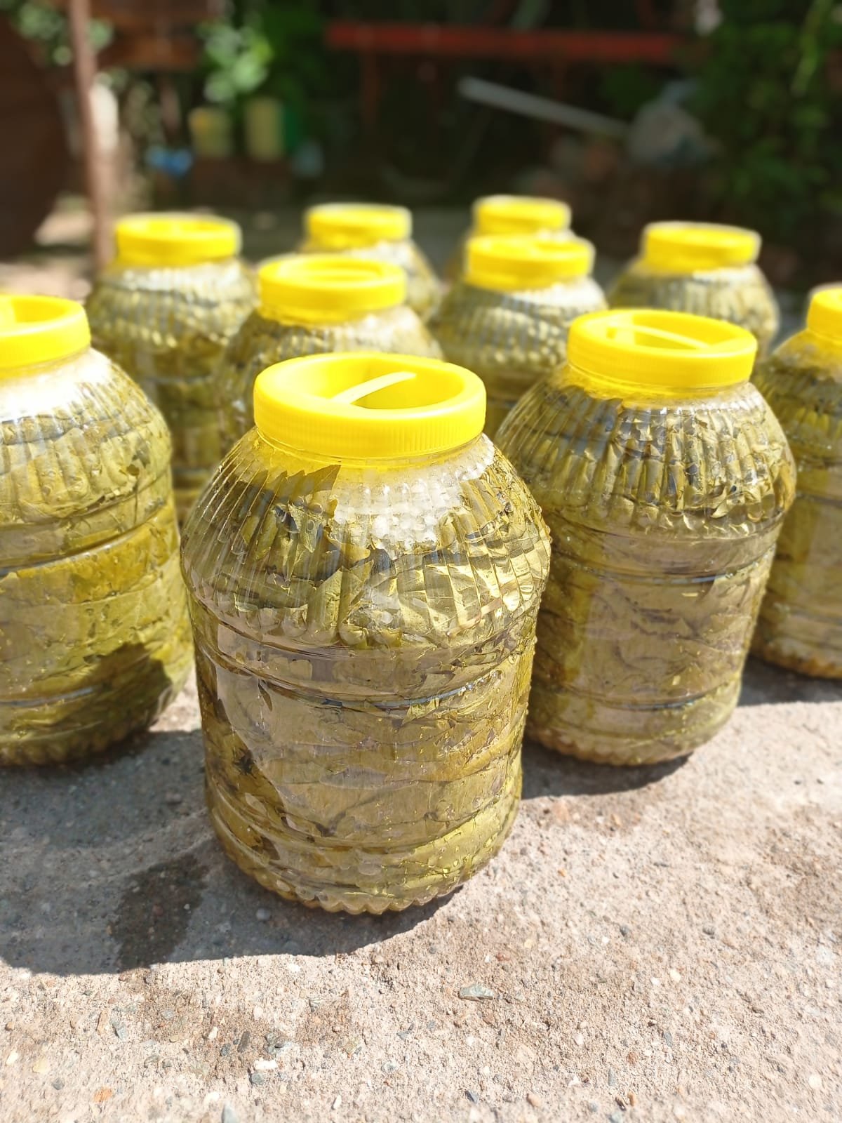 Salamura Yaprak 5 kg - Görsel 2