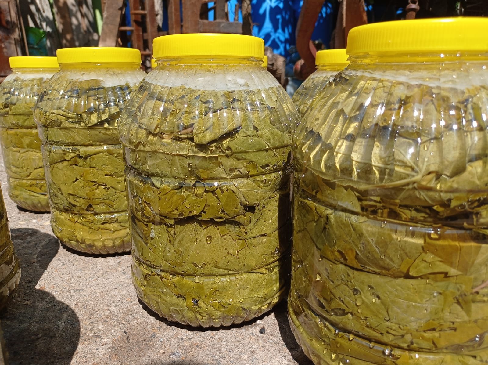 Salamura Yaprak 5 kg - Görsel 4