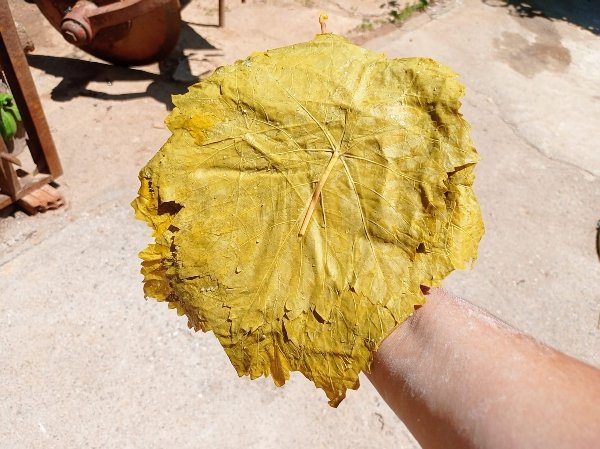 Salamura Yaprak 5 kg - Görsel 3