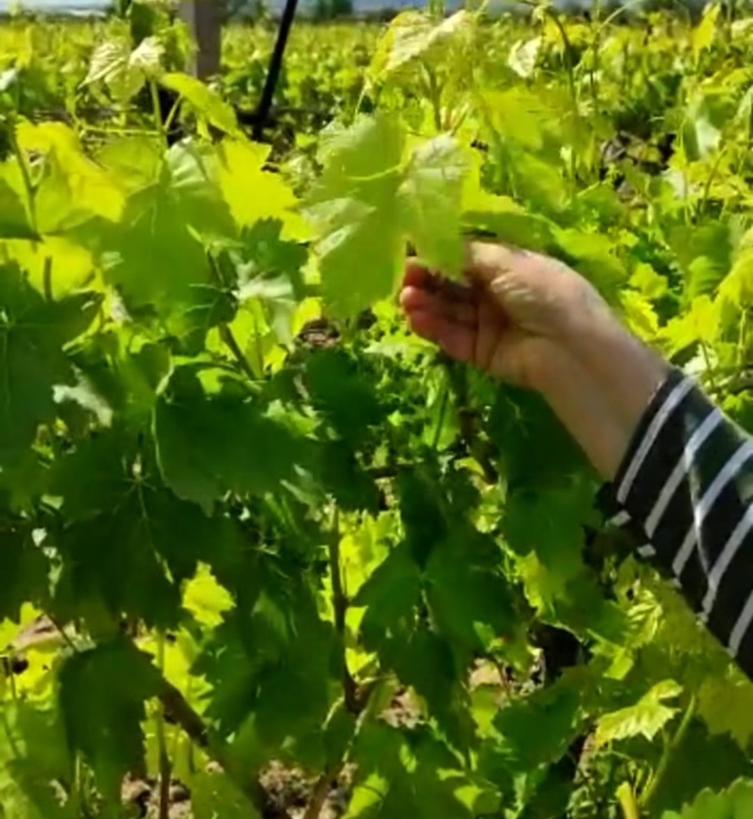 Salamura Yaprak 5 kg - Görsel 6