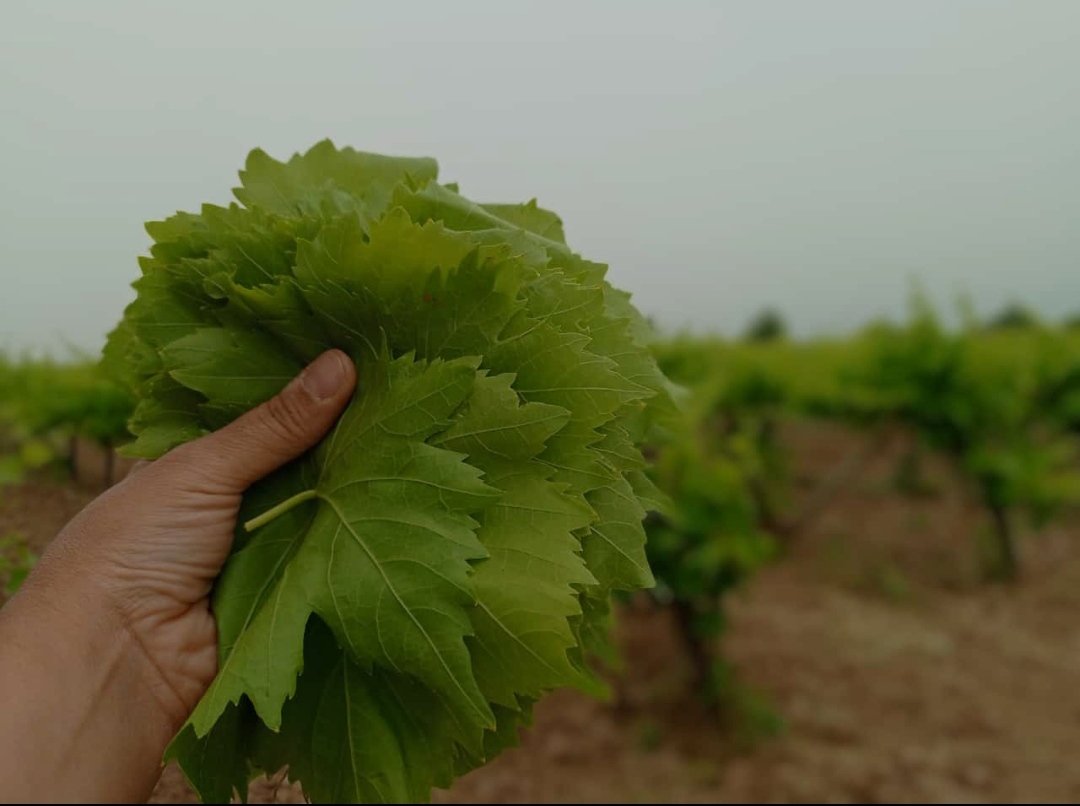 Salamura Yaprak 5 kg - Görsel 7